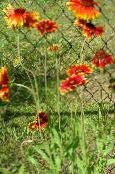снимка Градински цветове Одеало Цвете, Gaillardia червен