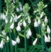 white Berg Lily, Summer Hyacinth, Cape Hyacinth