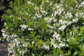 fotografija Vrtno Cvetje Gaultheria, Checkerberry bela