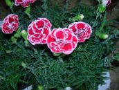 bándearg Dianthus, Pinks Tsín