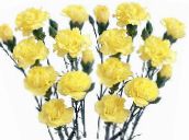 yellow Carnation