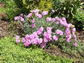 pink Dianthus perrenial