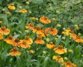 orange Sneezeweed, Helen's Flower, Dogtooth Daisy