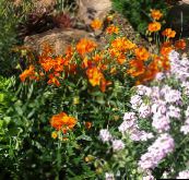 fotografie Záhradné kvety Skala Ruže, Helianthemum oranžový