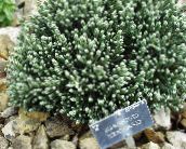 foto Aed Lilled Helichrysum Perrenial valge