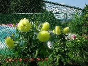 foto Flores de jardín Dalia, Dahlia amarillo