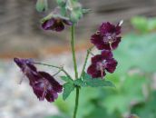 burgundy Hardy geranium, Wild Geranium