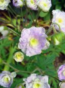 lilac Hardy geranium, Wild Geranium