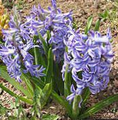 light blue Dutch Hyacinth