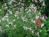 foto Vrtne Cvjetovi Bowmans Korijen, , Gillenia trifoliata bijela