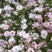 fotografija Vrtno Cvetje Gypsophila, Gypsophila paniculata roza