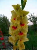 yellow Gladiolus
