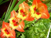 orange Gladiolus