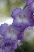 fotografie Zahradní květiny Mečík, Gladiolus světle modrá