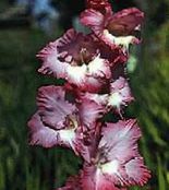 burgundy Gladiolus