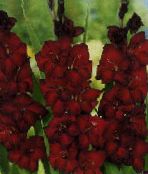 photo les fleurs du jardin Glaïeul, Gladiolus vineux