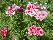 rosa Atlasflower, Abschied Zu Frühling, Godetia