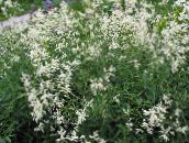 fotografie Záhradné kvety Obrie Fleeceflower, Biela Fleece Kvet, Biely Drak, Polygonum alpinum, Persicaria polymorpha biely