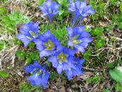photo les fleurs du jardin Gentiane, Gentiane De Saule, Gentiana bleu ciel