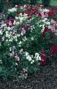 fotografija Vrtno Cvetje Sweet Pea, Lathyrus odoratus bela