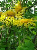 yellow Showy Elecampagne, Elecampane Magnificent