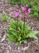 pink Shooting star, American Cowslip, Indian Chief, Rooster Heads, Pink Flamingo Plant