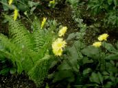 フォト 庭の花 ヒョウの悩みの種, Doronicum orientale 黄