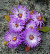 photo les fleurs du jardin Livingstone Daisy, Dorotheanthus (Mesembryanthemum) lilas