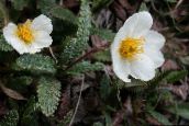 foto I fiori da giardino Avens, Dryas bianco
