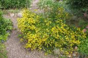 yellow Dyer's Greenweed