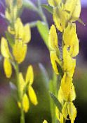 ფოტო ბაღის ყვავილები დაიერი Greenweed, Genista tinctoria ყვითელი