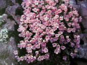 pink Douglasia, Rocky Mountain Dwarf-Primrose, Vitaliana