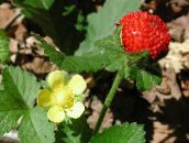 yellow Indian Strawberry, Mock Strawberry