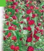 foto Flores do Jardim Varas De Morango, Chenopodium foliosum vermelho