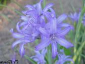 light blue Lily-of-the-Altai, Lavender Mountain Lily, Siberian Lily, Sky Blue Mountain Lily, Tartar Lily