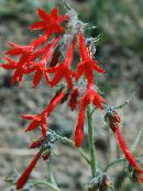 red Standing Cypress, Scarlet Gilia