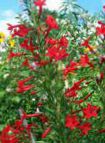 bilde Hage Blomster Stående Sypress, Scarlet Gilia, Ipomopsis rød