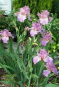 lilac Iris