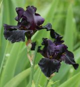 schwarz Iris