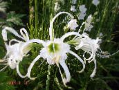 foto Dārza Ziedi Zirneklis Lilija, Ismene, Jūra Narcise, Hymenocallis balts