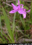 pink Grass Pink Orchid