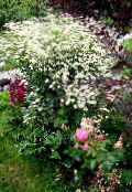 white Curled Tansy, Curly Tansy, Double Tansy, Fern-leaf Tansy, Fernleaf Golden Buttons, Silver Tansy