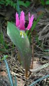 pink Fawn Lily