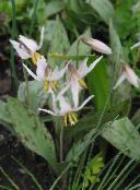 fotografie Zahradní květiny Kolouch Lilie, Erythronium bílá