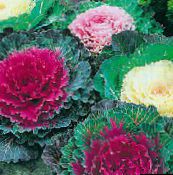 pink Flowering Cabbage, Ornamental Kale, Collard, Curly kale