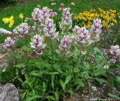photo les fleurs du jardin Indian Paintbrush, Castilleja lilas