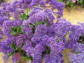 lilac Carolina Sea Lavender