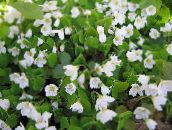 white Wood Sorrel, Whitsun Flower, Green Snob, Sleeping Beauty