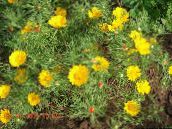 bilde Hage Blomster Cladanthus gul