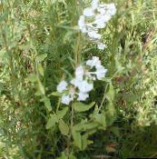 white Clarkia, Garland Flower, Mountain Garland